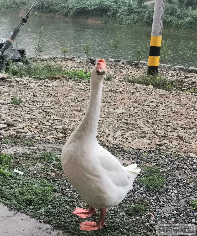 所以新款是增配了嘛？